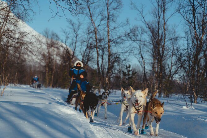Fun & Easy Dog Sledding Adventure - Noon Tour - Key Points