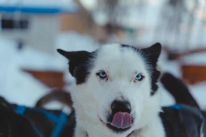 Fun & Easy Dog Sledding Adventure - Noon Tour - Who Is This Tour Best For?