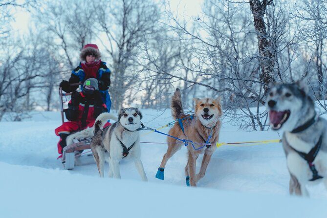 Fun & Easy Dog Sledding Adventure - Noon Tour - Final Thoughts