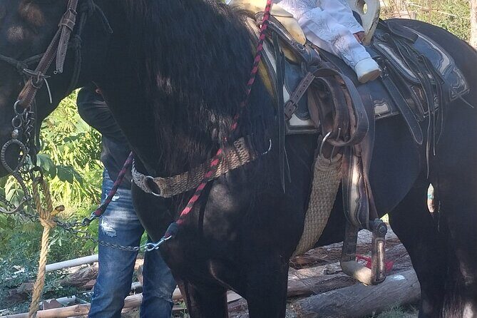 Fun Horseback Tour in Mismaloya - Who Will Enjoy This Tour?