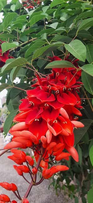 Funchal: A walk in a secret tropical garden - FAQ