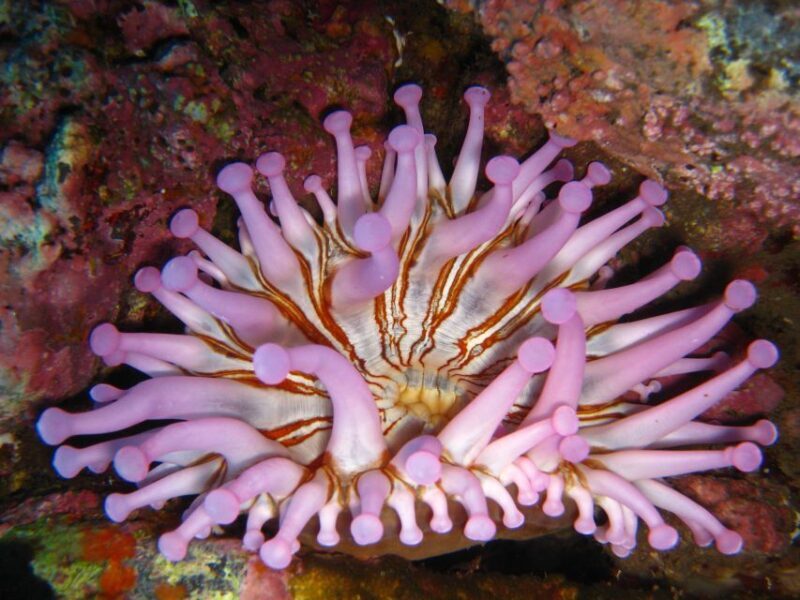 Funchal: Certified Scuba Diving, Guided Tour - Who Should Book This Tour?