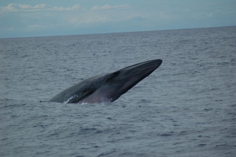 Funchal: Dolphin and Whale Watching Catamaran Cruise - Final Thoughts
