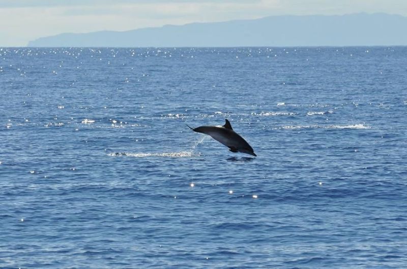 Funchal: Dolphin and Whale Watching Catamaran Cruise - The responsible wildlife style you’ll feel on board