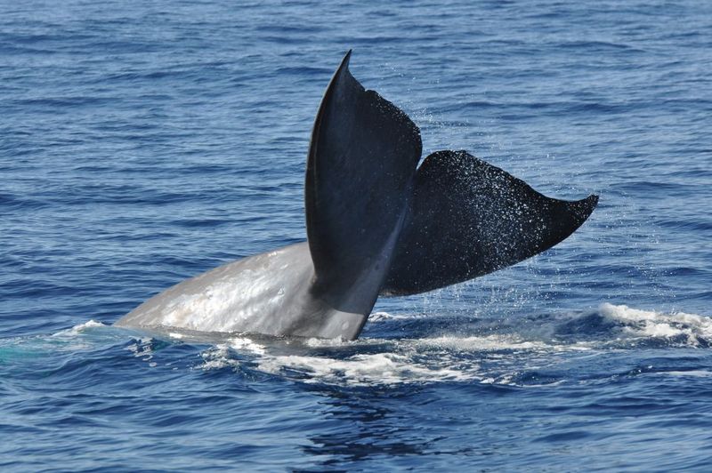 Funchal: Dolphin and Whale Watching Catamaran Cruise - Drinks onboard: what’s included, what costs extra, and what to plan