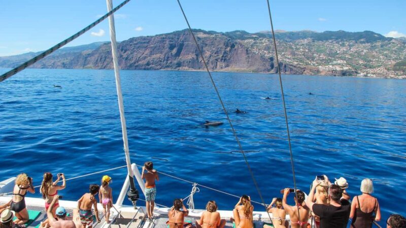 Funchal: Dolphin and Whale-watching Catamaran Tour - What Travelers Say