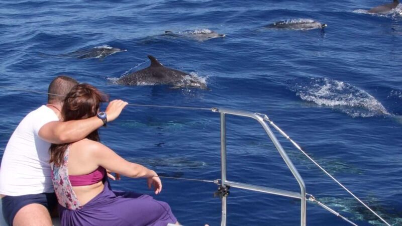 Funchal: Dolphin and Whale-watching Catamaran Tour - The Value and Who It’s Best For