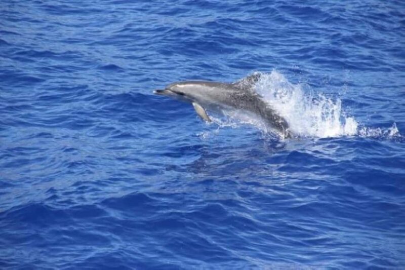 Funchal: Dolphin and Whale-watching Catamaran Tour - FAQ