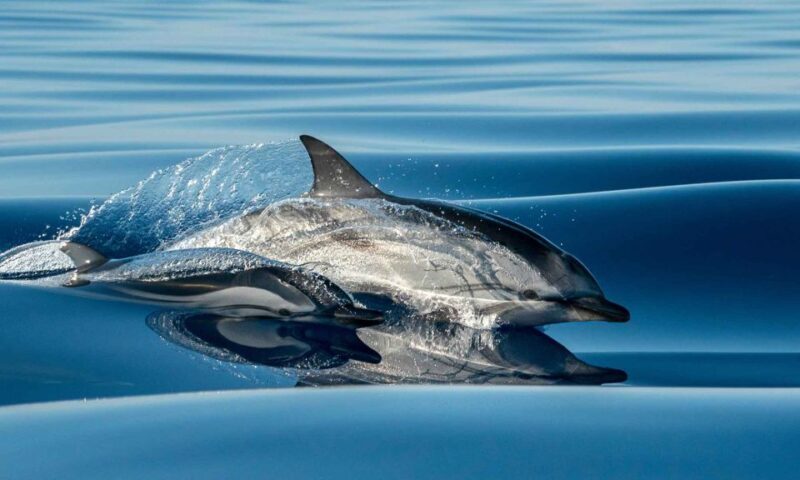 Funchal: Dolphin and Whale Watching Cruise - An In-Depth Look at the Experience