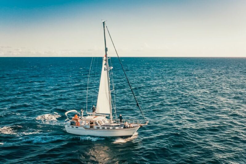 Funchal: Dolphin and Whale Watching Sailing Trip - What the Reviews Say: Real Travelers’ Perspectives