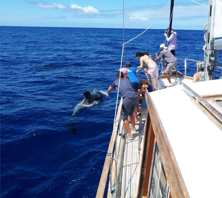 Funchal: Dolphin and Whale Watching Sailing Trip - The Guides: Bruno, Joseph, and the Team Energy