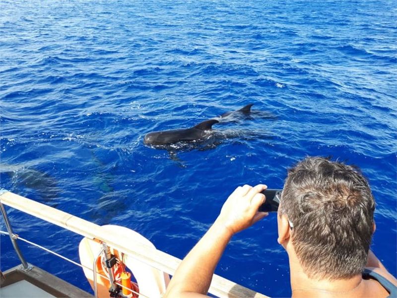 Funchal: Dolphin and Whale Watching Sailing Trip - What Makes This Trip Good Value for $47