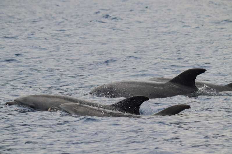 Funchal: Guarantee Wild Dolphin&Whale Watching by RIB - Key Points