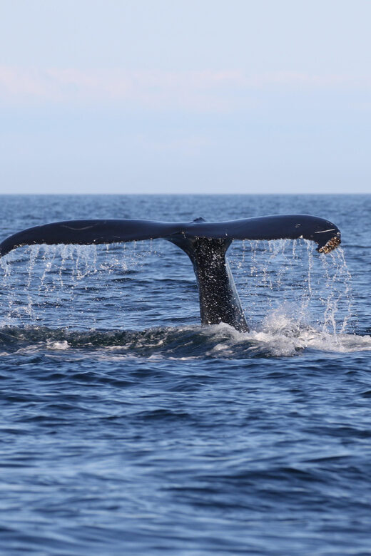 Funchal: Guarantee Wild Dolphin&Whale Watching by RIB - FAQ