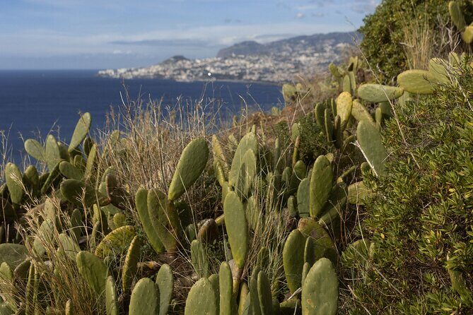 Funchal highlights 5h Private Tour in Madeira - Is It Worth the Cost?