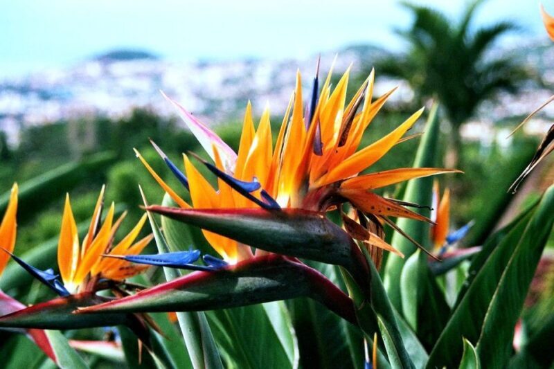 Funchal: Madeira Botanical Garden Tuk-Tuk Tour + Old Town - Price and Value