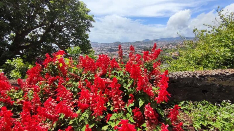 Funchal: Madeira Botanical Garden Tuk-Tuk Tour + Old Town - Frequently Asked Questions