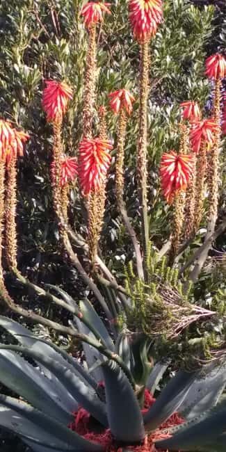 Funchal: Nuns Valley Short Stroll with Mountain Surroundings - Key Points