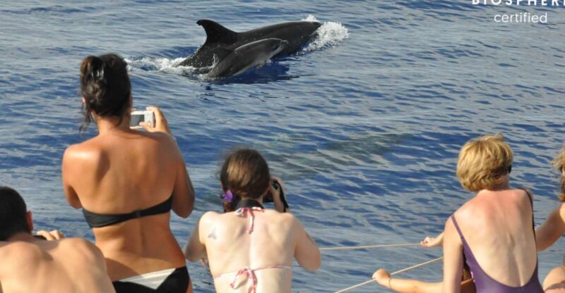 Funchal: Pico Arieiro, Cristo Rei and Dolphins Watching - Santo da Serra and Local Life