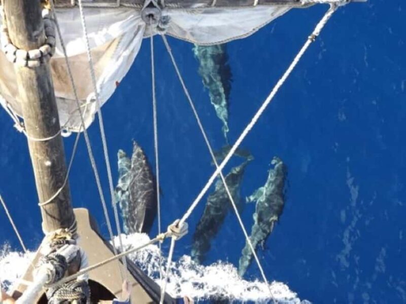 Funchal: Pirate Ship Cruise with Wine and Honey Cake Tasting - The Itinerary in Detail