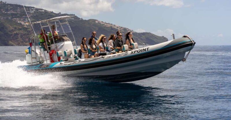Funchal: RIB Whale Watching Cruise and Optional Dolphin Swim - What You Can Expect from the Madeira RIB Whale Watching Tour