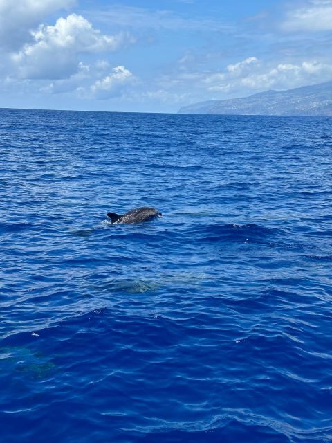 Funchal: RIB Whale Watching Cruise and Optional Dolphin Swim - Final Thoughts: Is This Tour for You?