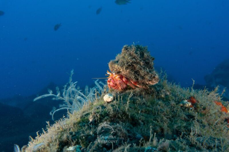 Funchal: Scuba Diving Experience for Beginners - Final Thoughts