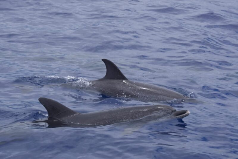 Funchal: Sunset over water by RIB boat +opt Dolphin/Whale - Key Points