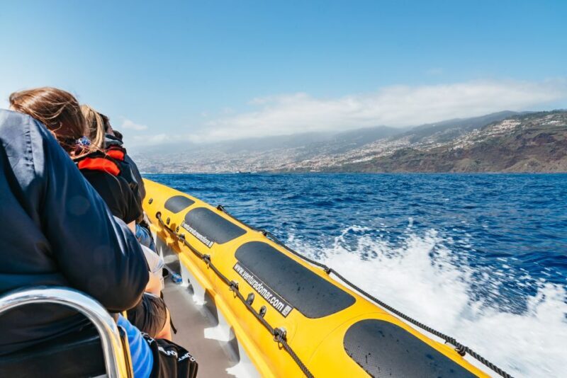 Funchal: Whale and Dolphin Watching Speed Boat Tour - The Experience: Why It Works for Many Travelers