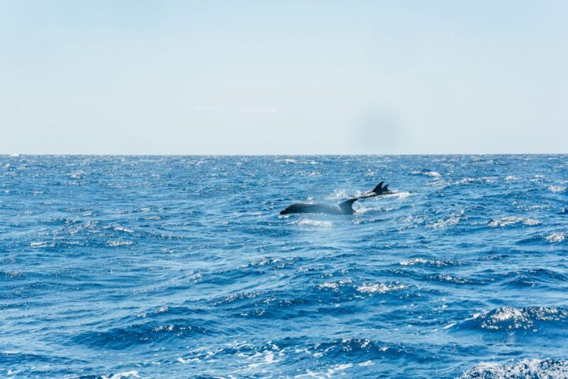 Funchal: Whale and Dolphin Watching Speed Boat Tour - The Sum Up