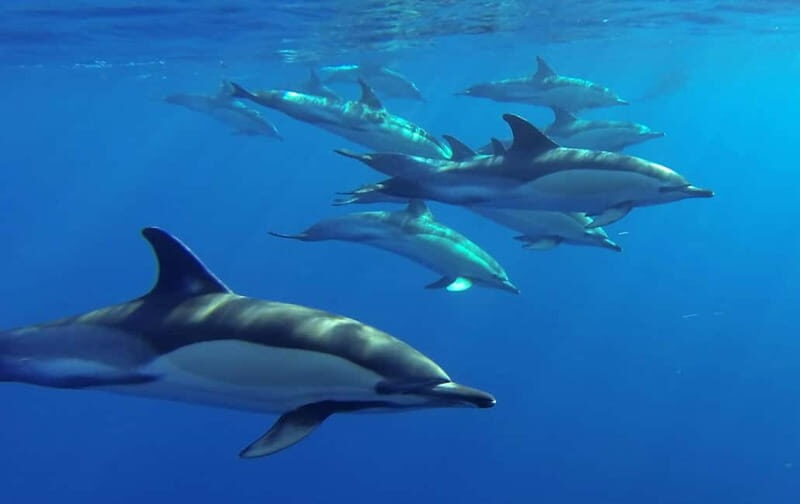 Funchal: Whale Watching and Swimming with Dolphins Cruise - How Does the Price Stack Up?