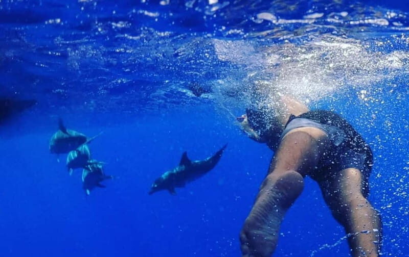 Funchal: Whale Watching and Swimming with Dolphins Cruise - Who Will Love This Tour?