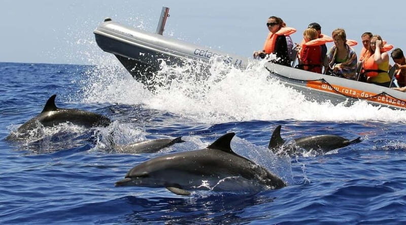Funchal: Whale Watching and Swimming with Dolphins Cruise - FAQ