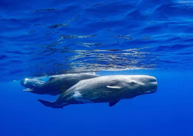 Funchal: Whale Watching and Swimming with Dolphins Cruise - Final Thoughts