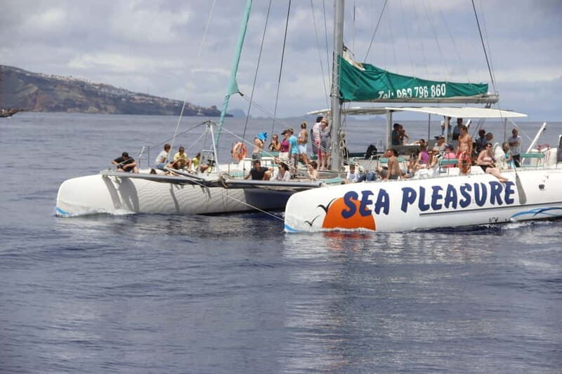 Funchal:Hop-on Hop-off Bus & Whale & Dolphin boat Excursion - Key Points