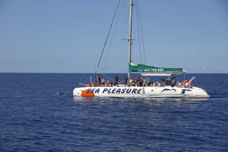 Funchal:Hop-on Hop-off Bus & Whale & Dolphin boat Excursion - Practicalities: What to Know Before You Go