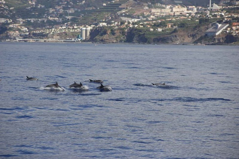 Funchal:Hop-on Hop-off Bus & Whale & Dolphin boat Excursion - Who Should Consider This Tour?