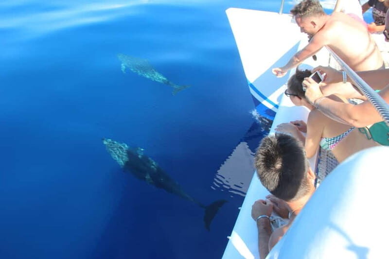 Funchal:Hop-on Hop-off Bus & Whale & Dolphin boat Excursion - Final Thoughts