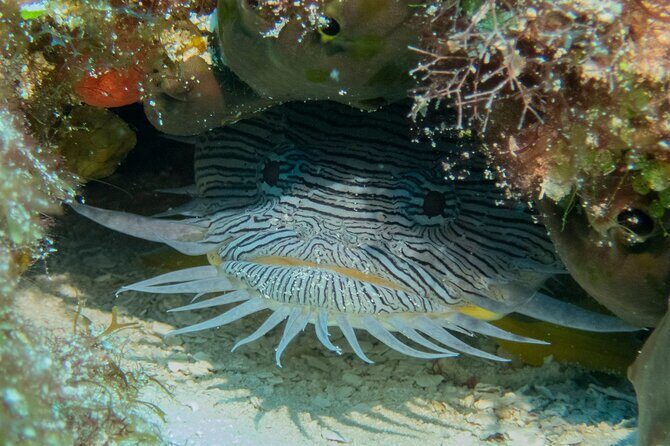 FunDiving in Cozumel - By Ferry - 2 Tanks in the wonderful Caribbean sea - Group Size and Atmosphere