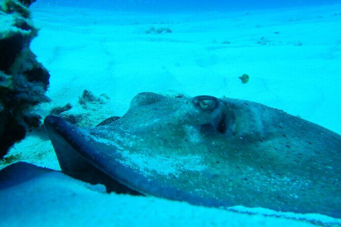 FunDiving in Cozumel - By Ferry - 2 Tanks in the wonderful Caribbean sea - Who Will Love This Tour?
