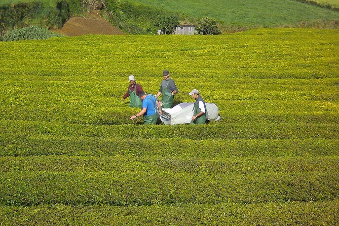 Furnas Full Day Tour | Full Day Furnas Tour (Min. 2 Persons) - Who Is This Tour Best For?