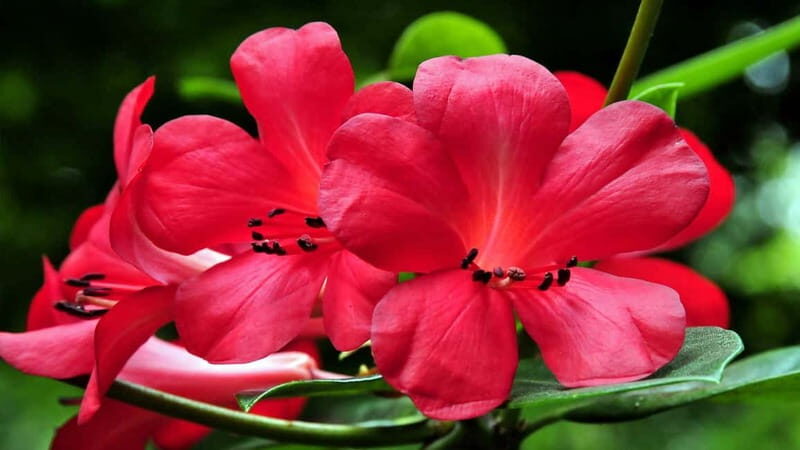 Furnas & Terra Nostra Gardens Biologist-guided Tour +lunch - Who is This Tour Best Suited For?