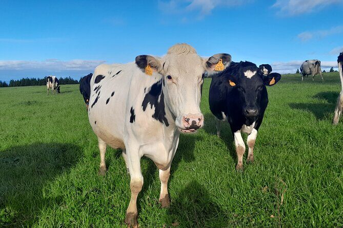 Furnas Volcano Experience: Lush Valleys & Steaming Earth - The Sum Up