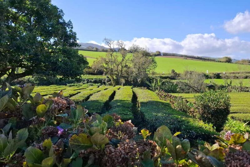 Furnas Volcano Wonders, Tea Plantation & Waterfall Tour - Santa Iria Lookout: Coastal Cliffs and Ocean Views