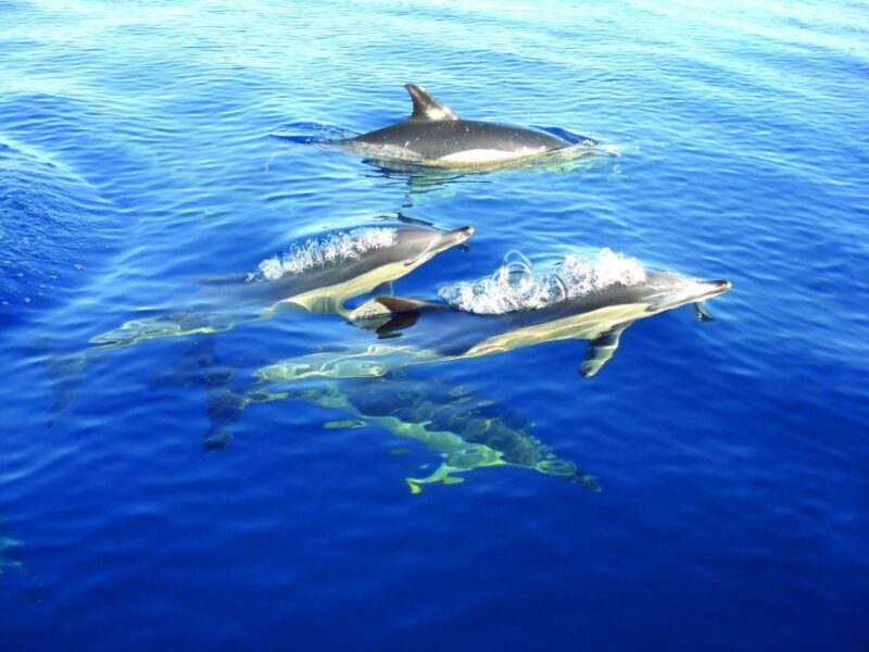 Fuzeta: Dolphin Observation Tour - An In-Depth Look at the Fuzeta Dolphin Observation Tour