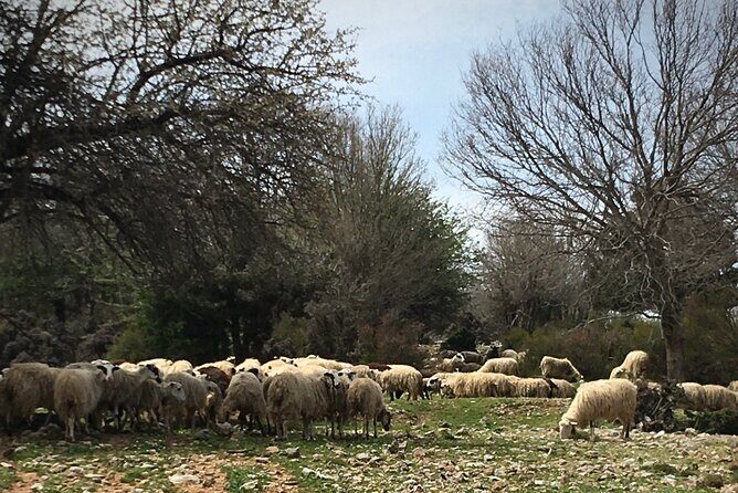 Fygou and Agia Irini Gorge Loop Half Day Hiking Tour - Final Thoughts