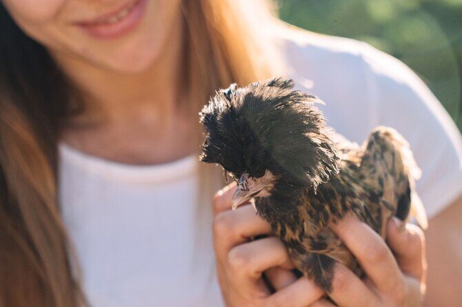 Gallura Picnic in the Farm with Animals - An Honest Look at the Gallura Farm Picnic Experience