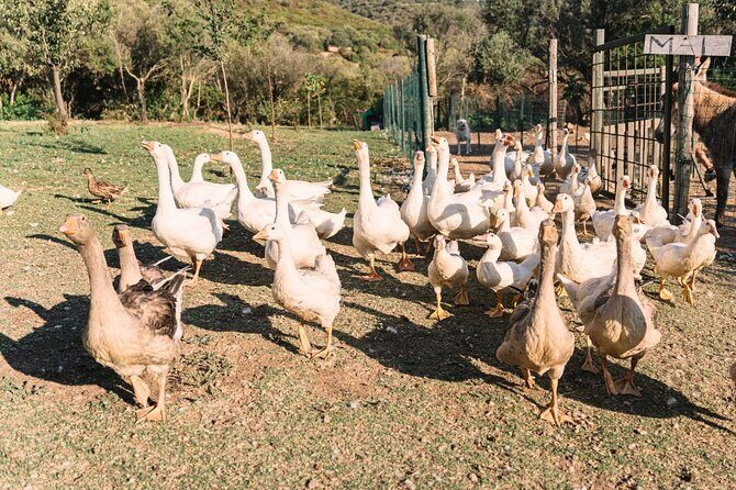Gallura Picnic in the Farm with Animals - FAQ