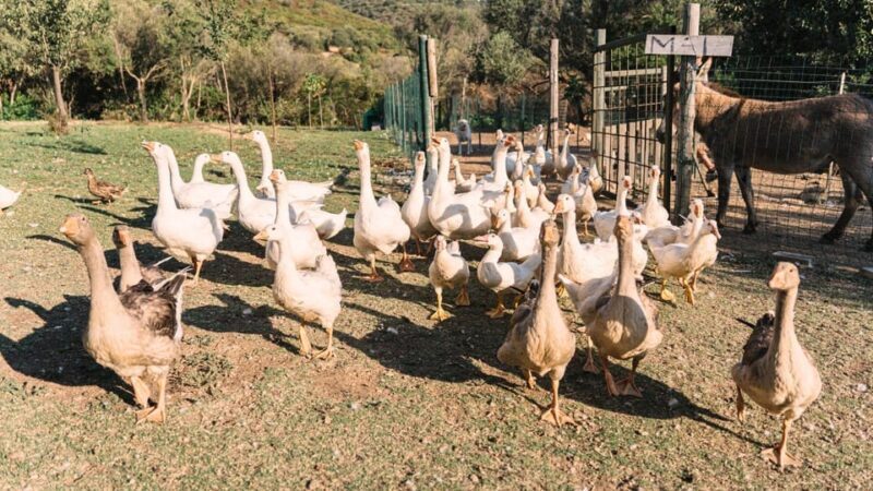 Gallura: Picnic on a Farm with Animals - FAQs