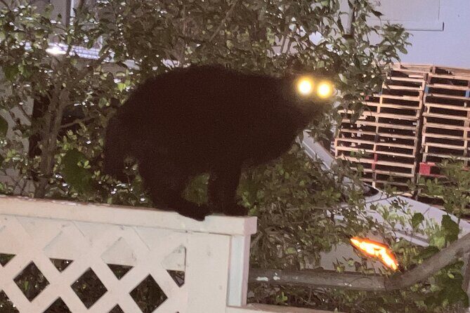 Galveston "Dark of the Moon" Ghost Tour + Red Light District Tour - Final Thoughts